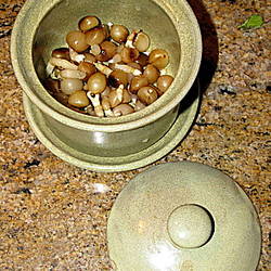 Thumbnail image for item 